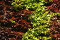 Beech hedge, green and purple foliage in spring Royalty Free Stock Photo