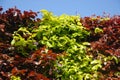 Beech hedge and blue sky, green and purple foliage in spring Royalty Free Stock Photo