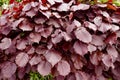 Beech hedge, leaves of a redbeech Fagus sylvatica Close-up