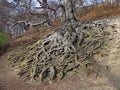 Beech with huge roots