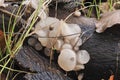 The Beech Jellydisc Neobulgaria pura is an inedible mushroom