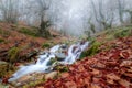 Beech landscape in autumn with creek going down the mountain and long exposure photography