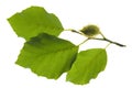 Beech leaf