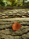 Beech leaf