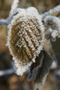 Beech leaf covered with ice crystals, close up detail, in the winter garden Royalty Free Stock Photo