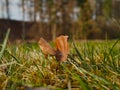 Beech leaf in grass, macro foto autumn Royalty Free Stock Photo