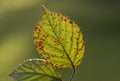 Beech leaf holds on. Winter. Macro. UK