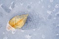 Beech Leaf in Ice Royalty Free Stock Photo