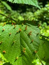Beech leaf infested by red beech gall midges larves, pest, close up Royalty Free Stock Photo