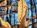 Beech Leaf in January Sun Royalty Free Stock Photo
