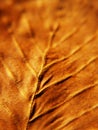 Beech leaf macro, autumn color (37) Royalty Free Stock Photo