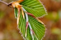 Beech leaf