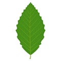 Beech leaf vector illustration on white background Royalty Free Stock Photo