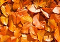 Beech leaves Royalty Free Stock Photo