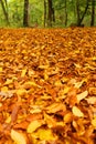 Beech leaves in autumn