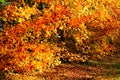 Beech leaves in autumn colour.