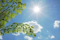 Beech leaves and bright sunshine at springtime