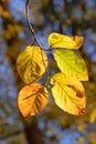 Beech Leaves changing color in the Autumn Sunshine Royalty Free Stock Photo