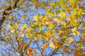 Beech Leaves changing color in the Autumn Sunshine Royalty Free Stock Photo