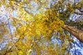 Beech Leaves changing color in the Autumn Sunshine, view from below Royalty Free Stock Photo