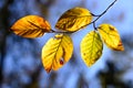 Beech Leaves changing color in the Autumn Sunshine Royalty Free Stock Photo