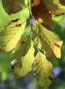 Beech leaves color during the fall