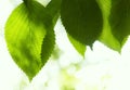 Beech leaves Royalty Free Stock Photo
