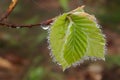 Beech leaves in the spring