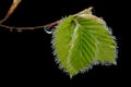 Beech leaves in the spring