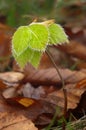 Beech leaves in the spring