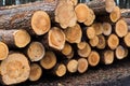 Beech logs, national park, forest lumber. Wood material