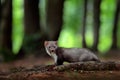 Beech marten, detail portrait of forest animal. Small predator in the nature habitat. Wildlife scene, Germany. Trees with marten. Royalty Free Stock Photo