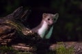 Beech marten looking from behind trunk at night Royalty Free Stock Photo