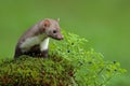 Beech marten, Martes foina, and bilberry with clear green background. Stone marten, detail portrait of forest animal. Small