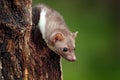 Beech marten, Martes foina, with clear green background. Small predator sitting on the tree trunk in forest. Wildlife scene from Royalty Free Stock Photo