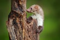 Beech marten, Martes foina, with clear green background. Small predator sitting on the tree trunk in forest. Wildlife scene from Royalty Free Stock Photo