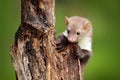 Beech marten, Martes foina, with clear green background. Small predator sitting on the tree trunk in forest. Wildlife scene from Royalty Free Stock Photo