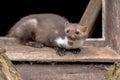 Beech marten resting in window sill