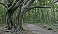 Beech nut forest, Skane, Sweden Royalty Free Stock Photo