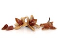 Beech Nuts Royalty Free Stock Photo