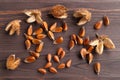 Beech nuts. Royalty Free Stock Photo