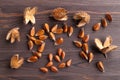 Beech nuts. Royalty Free Stock Photo