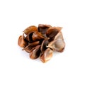 Beech nuts on white background Royalty Free Stock Photo