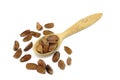 Beech nuts in a wooden spoon Royalty Free Stock Photo