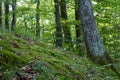 Beech and Oak trees at mossy downhill in forest Royalty Free Stock Photo