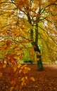 Beech in the park