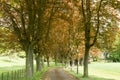 Beech Path in Spring Royalty Free Stock Photo
