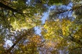 Beech and pine deciduous forest during autumn sunny day, leaves vibrant colors on branches, tree crowns