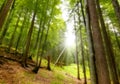 Beech and Pines from bottom view 2 Royalty Free Stock Photo