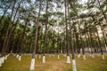 Beech and Pines from bottom view Royalty Free Stock Photo